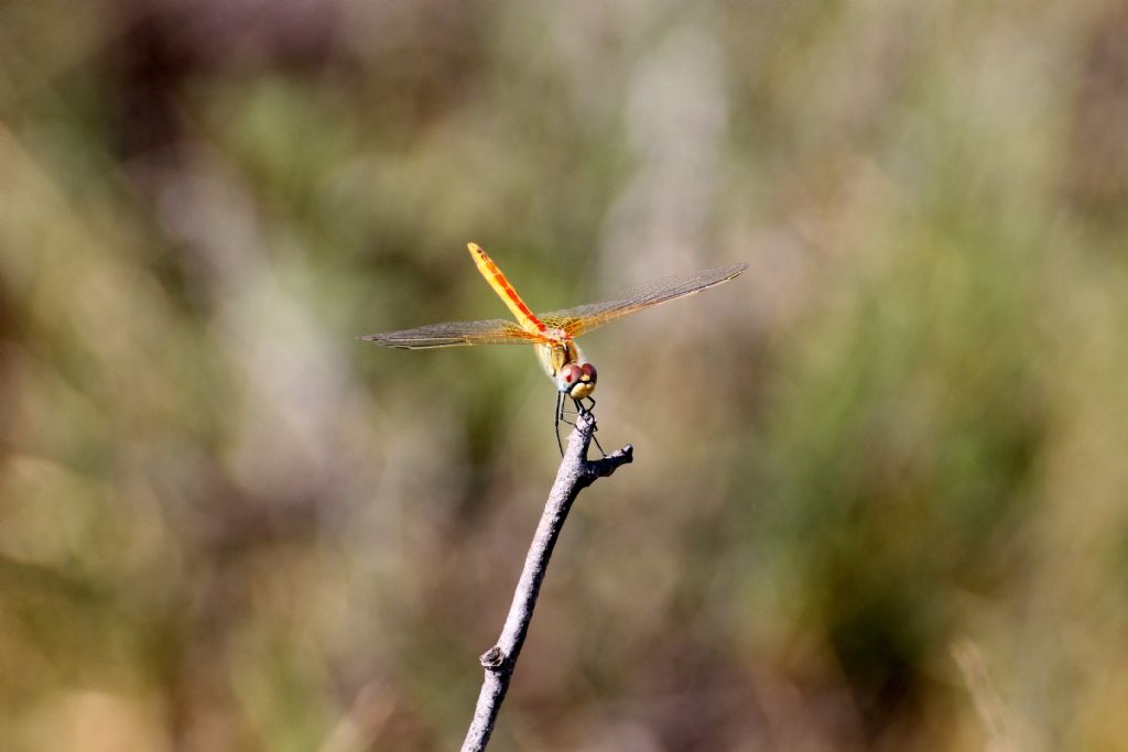 Sympetrum fonscolombii?